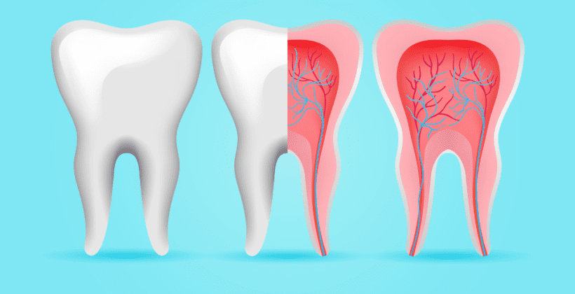 How Dental Nerves and Blood Vessels Shape Your Oral Symphony How Dental Nerves and Blood Vessels Shape Your Oral Symphony