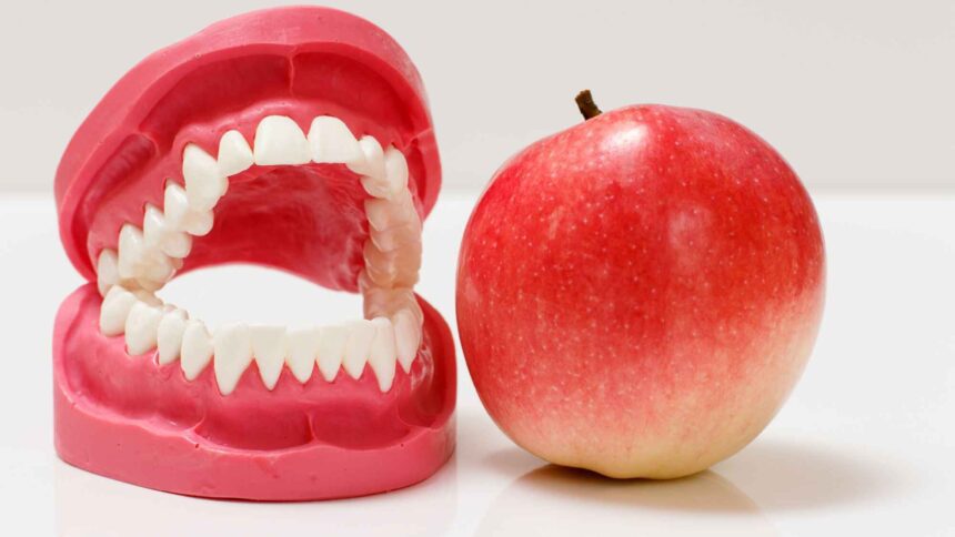 How Teeth Work: A Guide to Oral Health from Krishees Dental